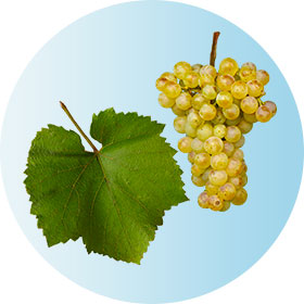 Chardonnay
